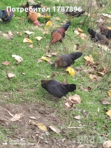 Продавам декоративни кокошки , снимка 2 - други­ - 52547741