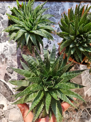 Алое Аристата / Aloe Aristata, снимка 4 - Стайни растения - 50549492