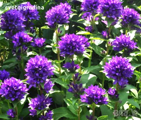 Campanula glomerata Blue (Кампанула гломерата Синя), снимка 3 - Градински цветя и растения - 50796896