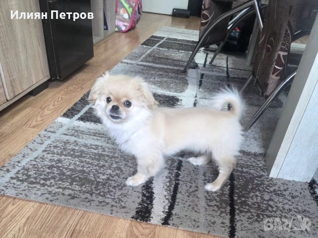 Пекинез на 4 месеца