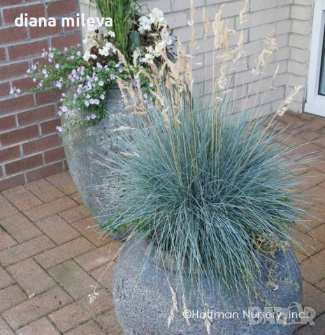 Фестука, синя трева / Festuca glauca, снимка 2 - Градински цветя и растения - 39298216