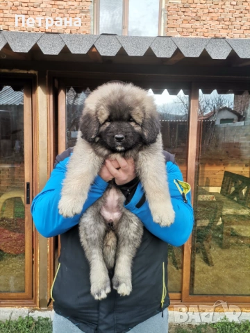 Кавказка овчарка , снимка 3 - Кавказка овчарка - 53026552