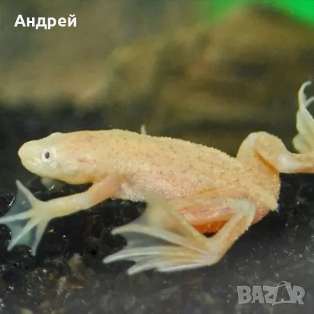 Мини жаба джудже , снимка 1