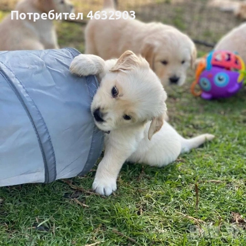 голдън ретривър кремав бонбон , снимка 4 - Голдън ретривър - 52804530