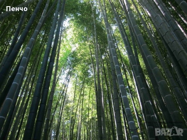 100 бр. Бамбукови Семена гигантски бамбук Moso Bambo градински декоративни растения декорация за гра, снимка 16 - Сортови семена и луковици - 28244727
