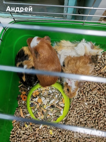 Морски свинчета , снимка 5 - Морски свинчета - 52919769