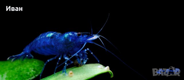 Аквариумни скариди- Bloody Mary, снимка 10 - Рибки - 37828523