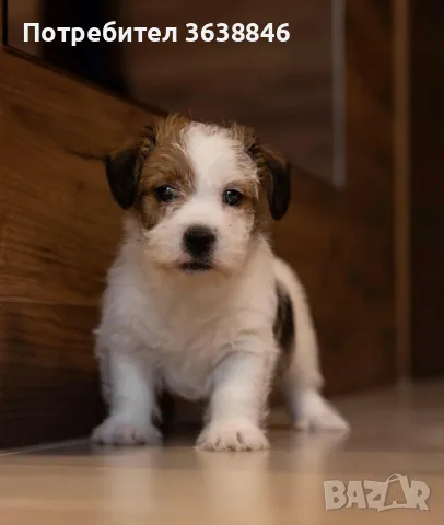 Джак ръсел твърдокосмест., снимка 2 - Джак ръсел териер - 48679029