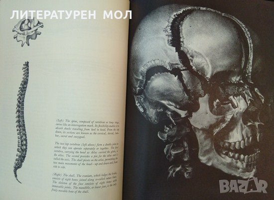 The human body First Edition (January 1, 1965). Fritz Kahn. New York, снимка 2 - Специализирана литература - 32329199