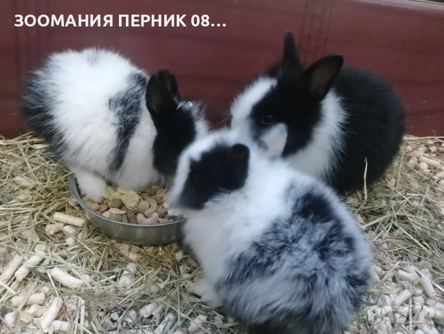 Декоративно зайче порода Лъвска глава - Заек Зайчета Перник , снимка 3 - Декоративни зайчета - 48000963