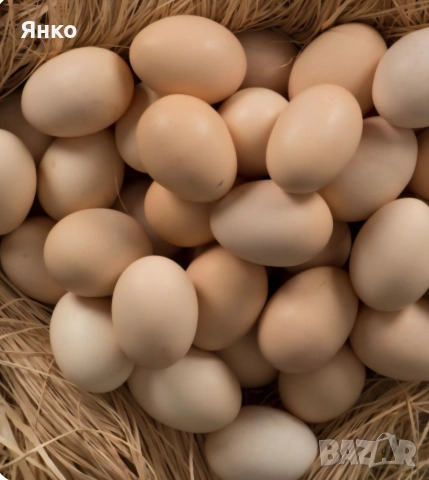 Домашни яйца
