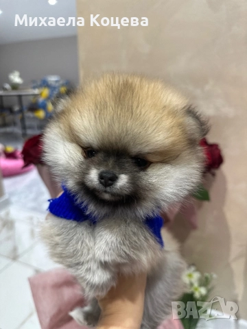 Мини Померани , снимка 8 - Померан - 52447230