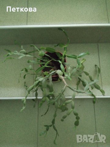 Коледничета, Великденчета, снимка 2 - Стайни растения - 33260729