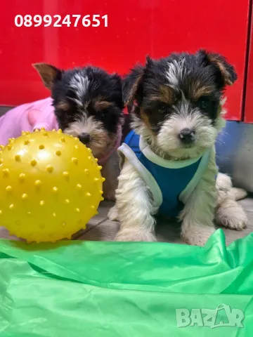 Бивер йоркширчета , снимка 1