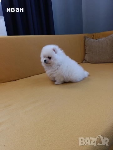 померан момче , снимка 2 - Померан - 52928704