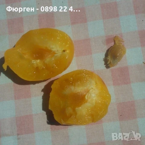 Джанка - жълта Едра и много сладка, снимка 3 - Разсади - 51040346