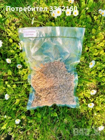 Комплект Рейши (Ganoderma lucidum), снимка 2 - Други - 49207030