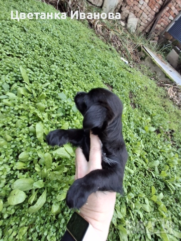  Кученце, снимка 2 - Болонка - 52857089