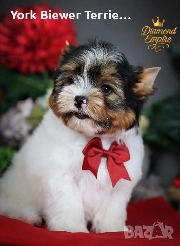 Йоркширски Териер!Елитни кученца с родословие - най-добри приятели за семейство!