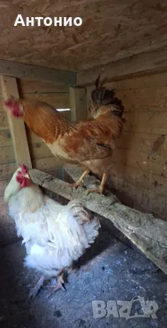 Продавам петли , снимка 1