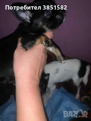 Чихуахуа -3 момчета , снимка 4 - Чихуахуа - 53118963
