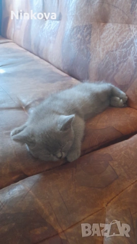 Малко британче, снимка 2 - Британска късокосместа - 53042180