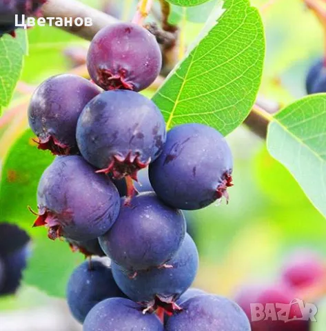 Канадска боровинка "Смоуки", снимка 1