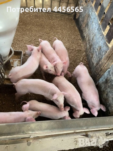 Малки прасенца