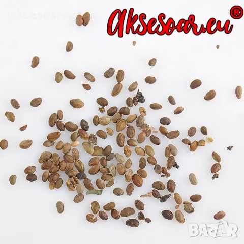 100 бр Висококачествени нови органични плодови семена от хранителна Къпина къпини антиоксидант , снимка 15 - Сортови семена и луковици - 49258332