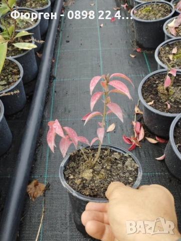 Oгнен храст - Euonymus alatus Студоустойчив , снимка 7 - Разсади - 38115122