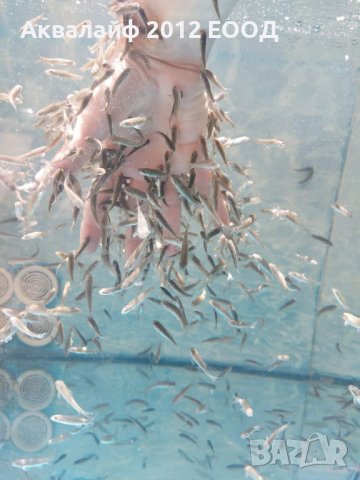 Рибки Гара руфа (Garra rufa) от ферма в България , снимка 6 - Рибки - 35875042