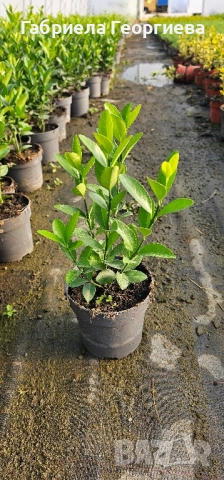 Евонимус японика , снимка 7 - Градински цветя и растения - 52022480