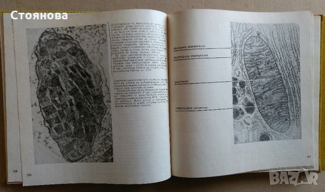 Книги по биология "Тайните на клетката" и "От яйцето до възрастния организъм", снимка 8 - Специализирана литература - 28034925