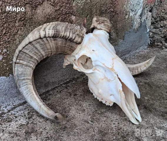 Череп от овен,коч.Рога., снимка 2 - Други стоки за дома - 50265894
