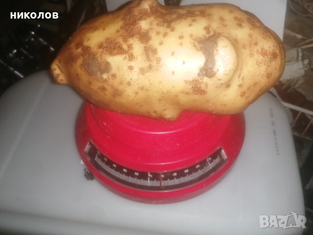 картофи за пълнене , снимка 3 - Други - 52579866