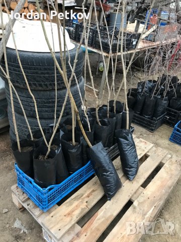 Шестил, снимка 2 - Градински цветя и растения - 36074228