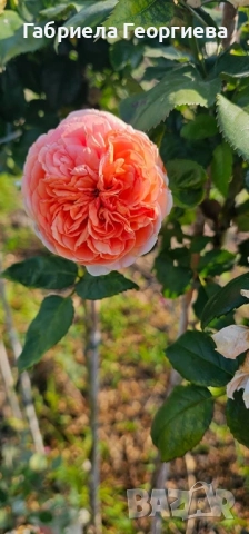 Щамбови рози на гол корен , снимка 2 - Градински цветя и растения - 52324650