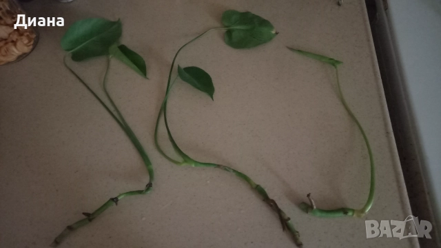 Филодендрон, снимка 2 - Стайни растения - 51200766