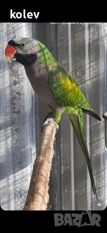 Папагали Китайски Александър/ двойка, снимка 2 - Папагали - 52930682