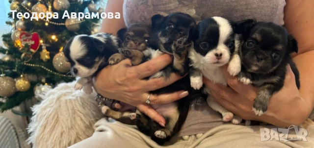 Дългокосмести момичета чихуахуа