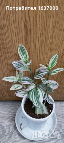 Традесканция 