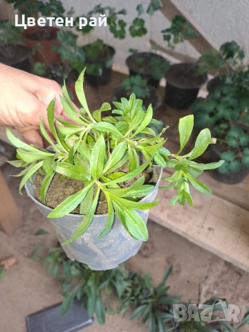 Топ карамфил , снимка 6 - Градински цветя и растения - 51641906