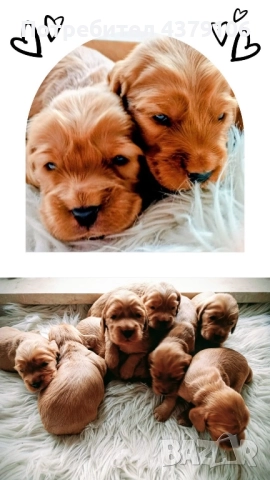 Кокер шпаньоли игриви мъници чистокръвни с ваксина, снимка 3 - Кокер шпаньол - 52985746