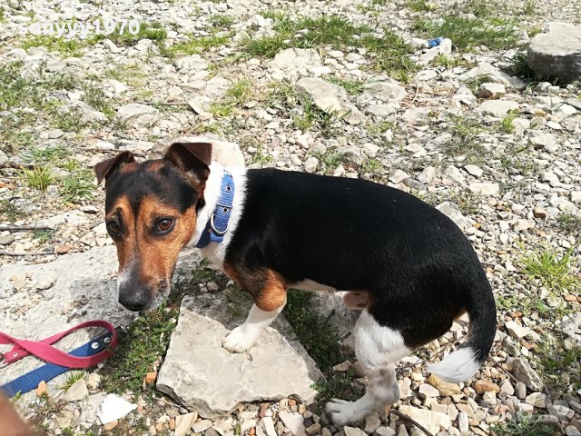 джакове-видин 1505221539, снимка 13 - Джак ръсел териер - 36767185