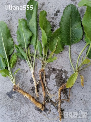 хрян - жива домашна аптека