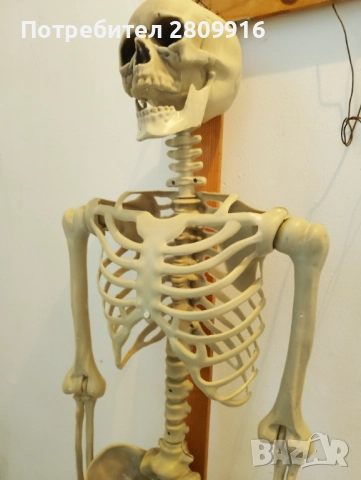 Човешки скелет 175см., снимка 5 - Колекции - 52612328