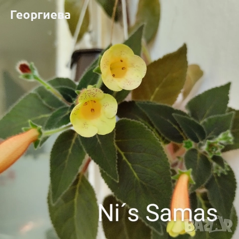 разменям ризоми от колерия, снимка 17 - Стайни растения - 52913679