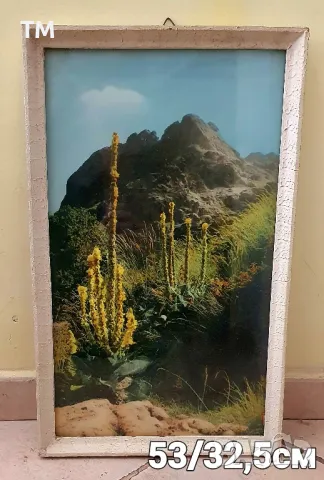 Продавам красиви ретро картини, снимка 3 - Картини - 49856556