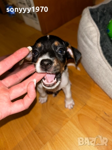 КУТРЕТА С ВАКСИНА И ПАСПОРТ-ДЖАК РЪСЕЛ ВИДИН 1010251253, снимка 4 - Джак ръсел териер - 52007944