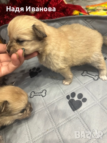 Померан/шпиц, снимка 3 - Померан - 52805951